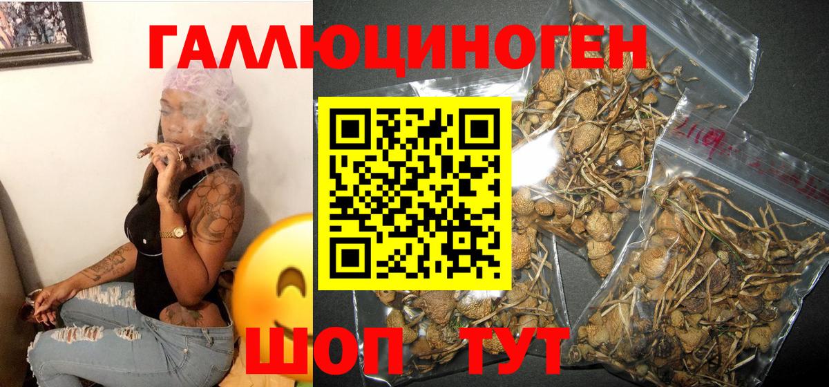 Псилоцибиновые грибы GOLDEN TEACHER Протвино